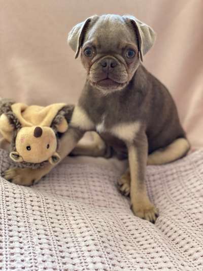 Welpen Bilder !-Beitrag-Bild