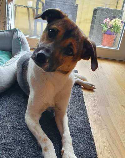 Hundetreffen-Hundebetreuung/ Gassigehen/ Hundesitting-Bild