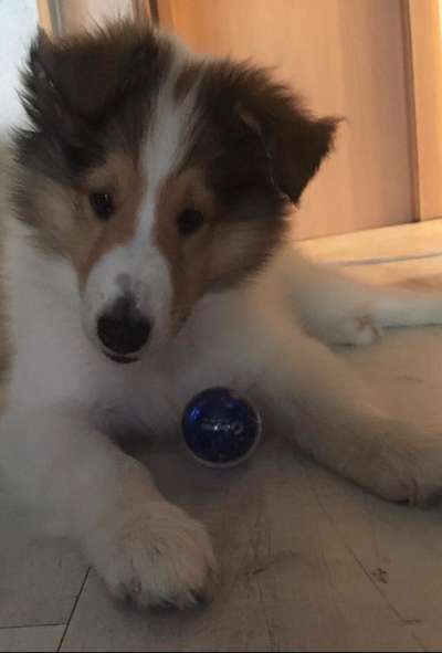 Langhaar Collies-Beitrag-Bild