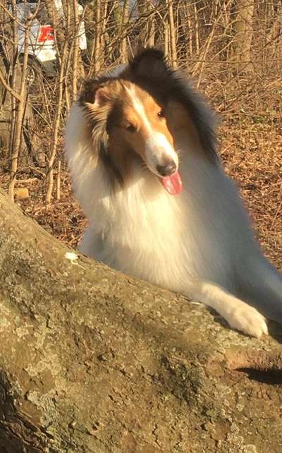 Collies -wo seid ihr?-Beitrag-Bild