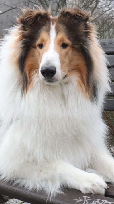 Langhaar Collies-Beitrag-Bild