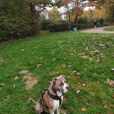Hundetreffen-Freundliches Spieltreffen-Bild