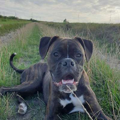 Hundetreffen-Gassibegleiter, Spielfreund oder Freundin-Bild