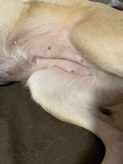 Heiße und geschwollenes Gesäuge-Beitrag-Bild