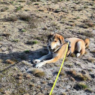 Hundetreffen-Spazieren und spielen-Bild