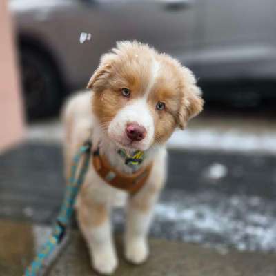 Hundetreffen-Hundebegegnungen🐶🍀-Bild