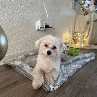 Hundetreffen-Spielepartner gesucht-Bild