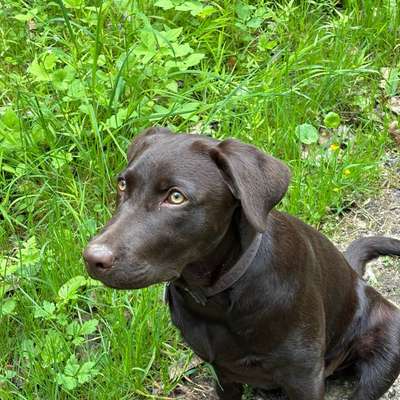 Hundetreffen-Leni sucht Freunde-Profilbild