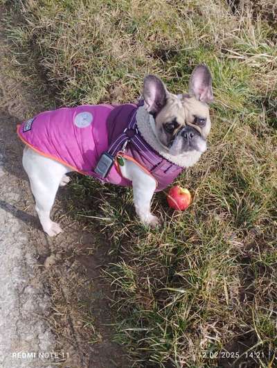 Hundetreffen-Spiel und Gassi-Bild