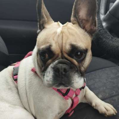 Hundetreffen-Donna sucht nach Umzug neue Spielfreude-Bild