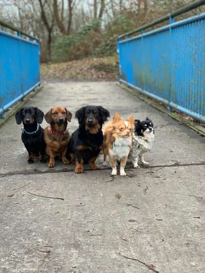 Bester Freund, Hundekumpel - zeigt her!-Beitrag-Bild