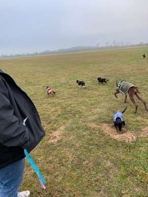 Hundeauslaufgebiet-Flugplatz Stralsund-Bild