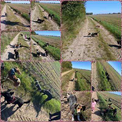 Hundetreffen-Gruppe für alle Rassen-Bild