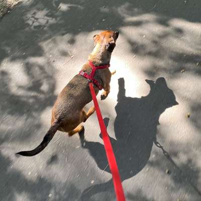 Geschirr für Dackel-Beitrag-Bild