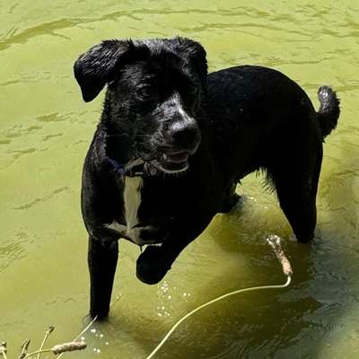 Hundetreffen-Hundekumpels gesucht!-Bild