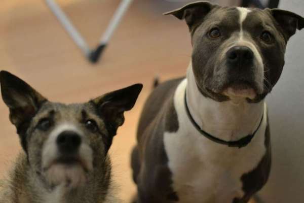 Hundetreffen-Suchen Gassigeh Freunde-Bild