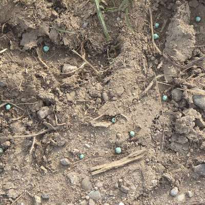 Giftköder-Vermutlich Schneckenkorn gestreut-Bild