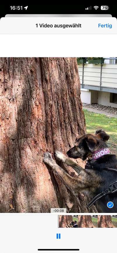 Hundetreffen-Sozialwalk/Kennenlernen/Training/evt.Spielen vielleicht ergeben sich neue Hundefreundschaften-Bild