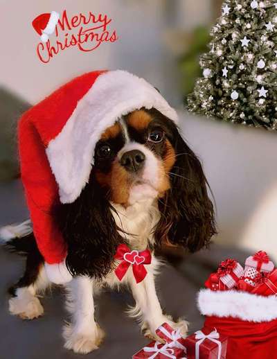 Weihnachtsfoto Aktion!-Beitrag-Bild