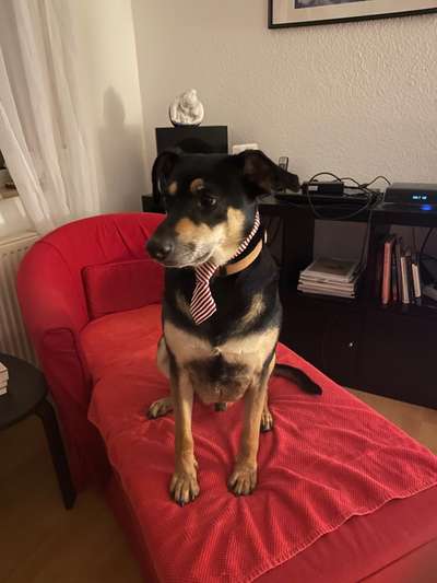 Hunde aus Griechenland-Beitrag-Bild