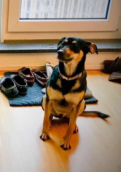 Hunde aus Griechenland-Beitrag-Bild