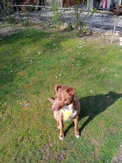 Podencomischling oder Podenco-Beitrag-Bild