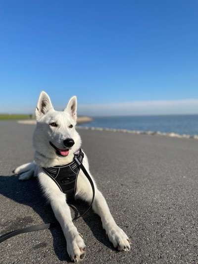 Weißer Schweizer Schäferhund-Beitrag-Bild