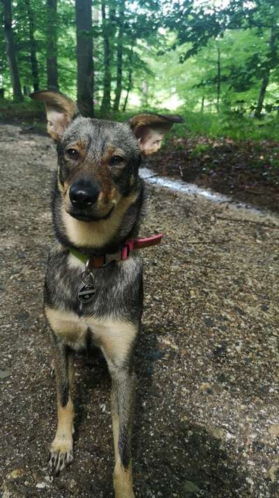 Mischlingshunde Foto Aufruf-Beitrag-Bild