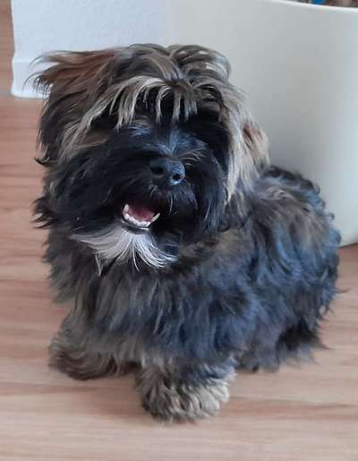 Havaneser-Beitrag-Bild