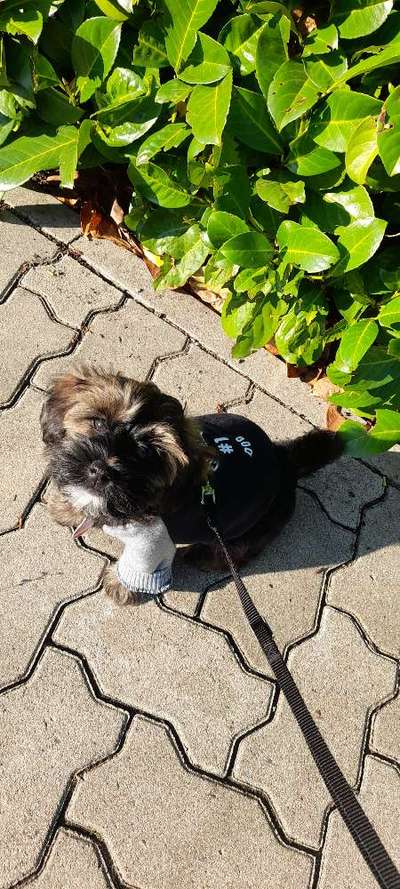 Fotochallange nr. 106
Der geschmückte Hund.-Beitrag-Bild