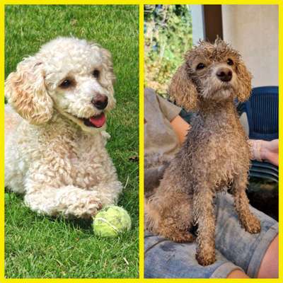 Alles rund um den Pudel-Beitrag-Bild