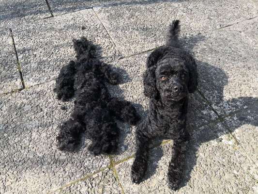 Alles rund um den Pudel-Beitrag-Bild