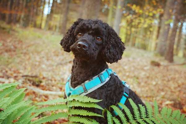 Wie heißt dein Hund?-Beitrag-Bild