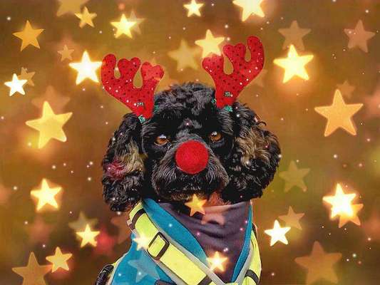 Alles rund um den Pudel-Beitrag-Bild