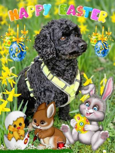 Alles rund um den Pudel-Beitrag-Bild