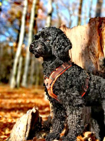 Alles rund um den Pudel-Beitrag-Bild