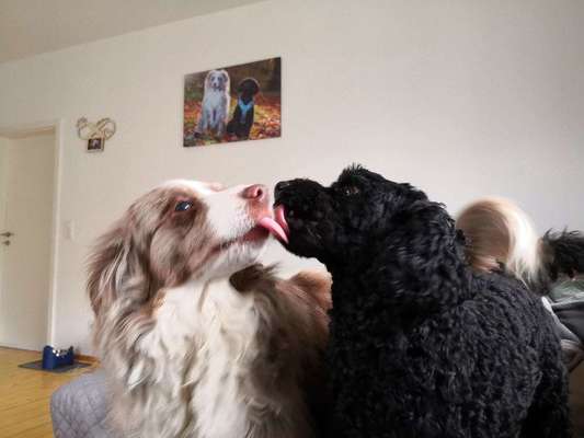 Fotochallenge Nr. 59 - Mein Hund zeigt die Zunge-Beitrag-Bild