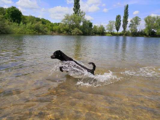 Alles rund um den Pudel-Beitrag-Bild