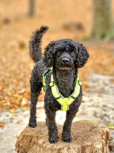 Alles rund um den Pudel-Beitrag-Bild