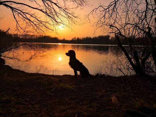 Alles rund um den Pudel-Beitrag-Bild