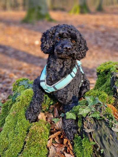 Alles rund um den Pudel-Beitrag-Bild