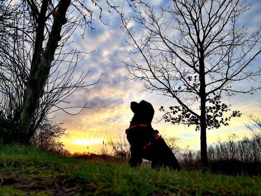 Alles rund um den Pudel-Beitrag-Bild