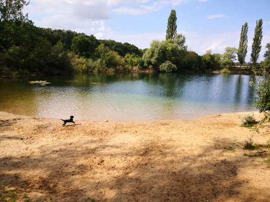 Alles rund um den Pudel-Beitrag-Bild