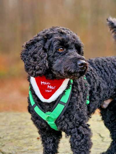 Alles rund um den Pudel-Beitrag-Bild