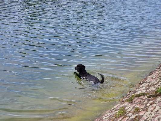 Schwimmen-Beitrag-Bild