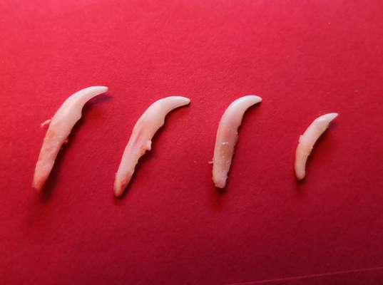 Alles rund um den Pudel-Beitrag-Bild