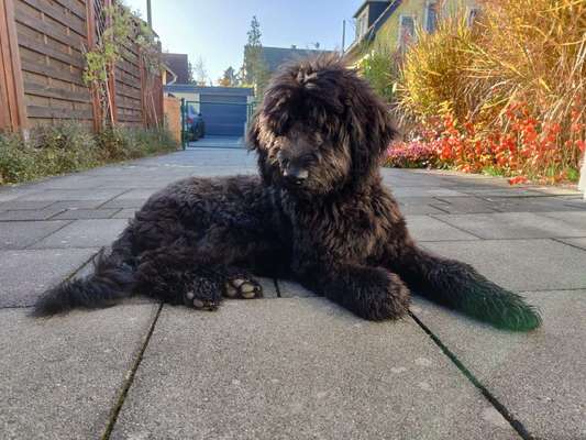 Seltene Rassen!-Beitrag-Bild