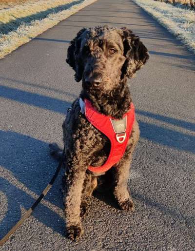 Würdet ihr euch die gleiche Rasse wiederkaufen?-Beitrag-Bild