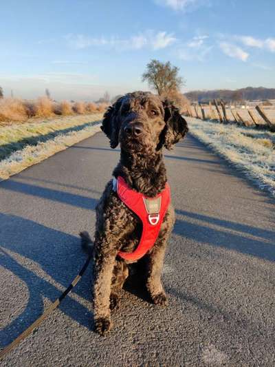 Zucht Labradoodle/Goldendoodle-Beitrag-Bild