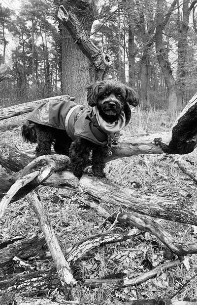 Zwerghunde und die "bösen Grossen"-Beitrag-Bild